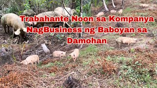 Nagpalit ng Trabaho mula Trabahante sa Kompanya Ngayon ay Nagnegosyo ng Freerange Pig sa Bukid