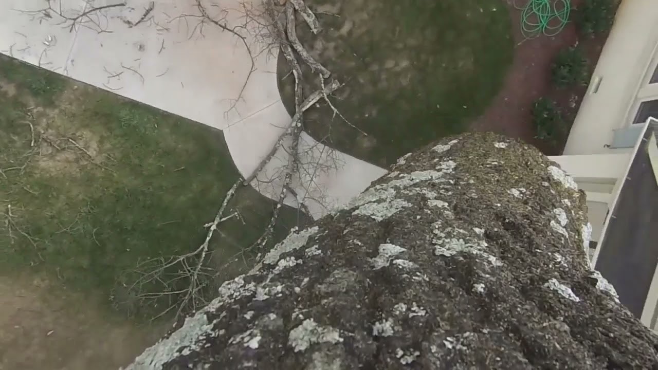 Billings Tree Services Best Tree Removal in Billings (406) 3188292