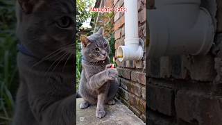 Funny Cats 😅 #cat #funny #naughty #shorts #ytshorts #petshub #cute