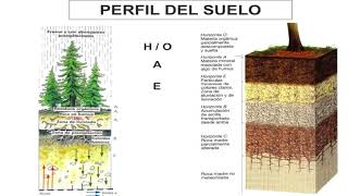 Suelo - Ecología - 3eso Suelo - Ecología - 3eso