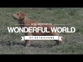 THE WONDERFUL WORLD OF RETRIEVERS の動画、YouTube動画。