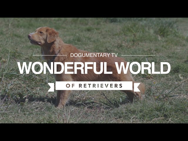 THE WONDERFUL WORLD OF RETRIEVERS - YouTube