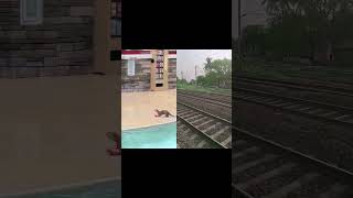 otter zoo trending trending animals viral funny trendingshorts minivlog