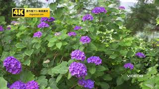 4k 紫陽花シリーズ 動画素材 商用利用可能 ロイヤリティフリー Youtube