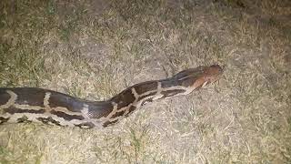 Indian rock python release video snake video