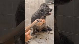 Shih-Tzu/Poodle paws, nails & tail trim,  dog grooming without restraints