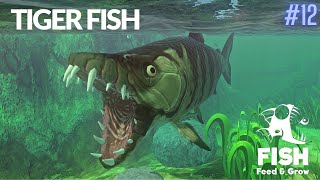 Feed And Grow Fish : TigerFish
