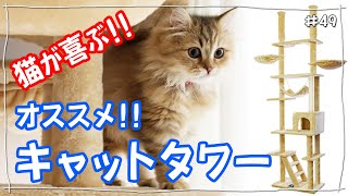 【猫キャットタワー突っ張りタイプ】実際に子猫が使用する様子です。