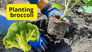 How to grow broccoli in open ground for a long harvest
