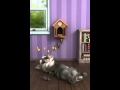 Kucing sewel