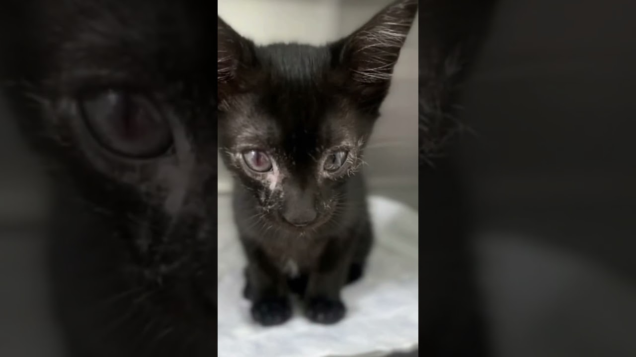 This is little Stevie, found living outside by himself 