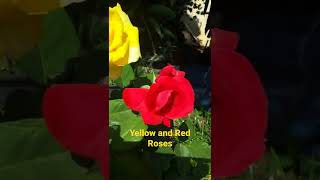 red and yellow roses shortvideo thaifildaughtereunice