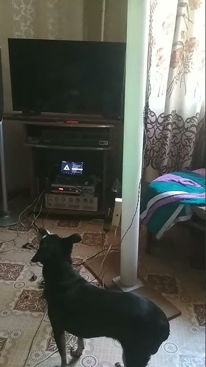 www.youtube.com