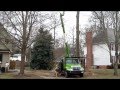 Timbertech tree removal