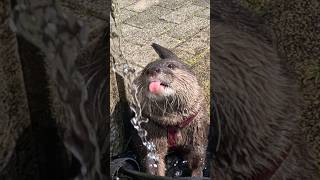 Otter Struggling To Drink Water #shorts #aty #otter #WaterSausage