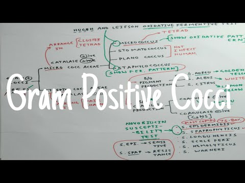 Gram Positive Cocci