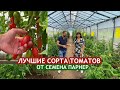 Лучшие томаты на площадке Агрофирмы «Семена Партнёр»