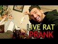 LIVE RAT PRANK (Epic Reation!!)