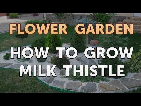 วีดีโอ: Milk Thistle เติบโตเงื่อนไข - Milk Thistle Invasiveness และ Care