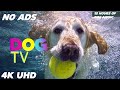 No ADS Dog TV🎵🐶Calming Dog Music for Sleep🐾🩷Soothing Dog Music to Ease Separation and Stress