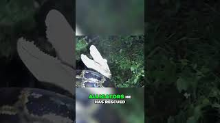 Alligator vs Python: Everglades Rescue Mission!