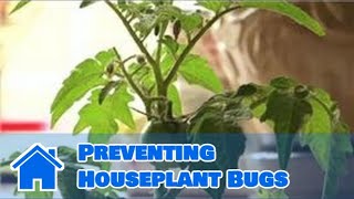 Gardening Tips : Preventing Houseplant Bugs