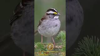 White-throated sparrow (Zonotrichia albicollis)