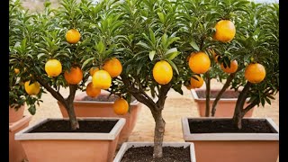 The Ultimate Guide to Growing Citrus Trees in Pots!