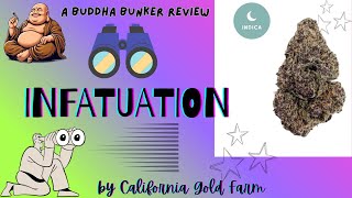 INFATUATION by California Gold Farm- Super Exotic Indica Legal THCA Flower Review