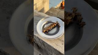 Feeding my bees with suger water