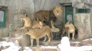 ライオンの親子(円山動物園)