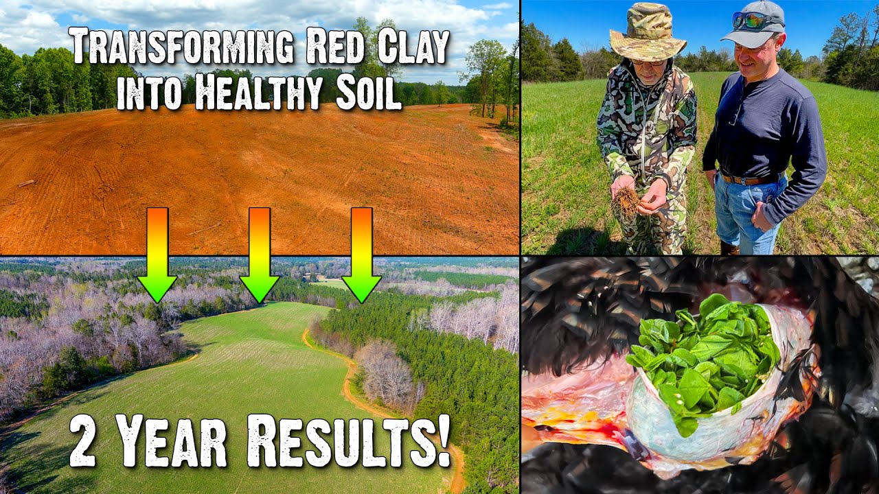 Transforming Red Clay into Healthy Soil: Achieving Successful Food Plot  Results in Just 2 Years 754 