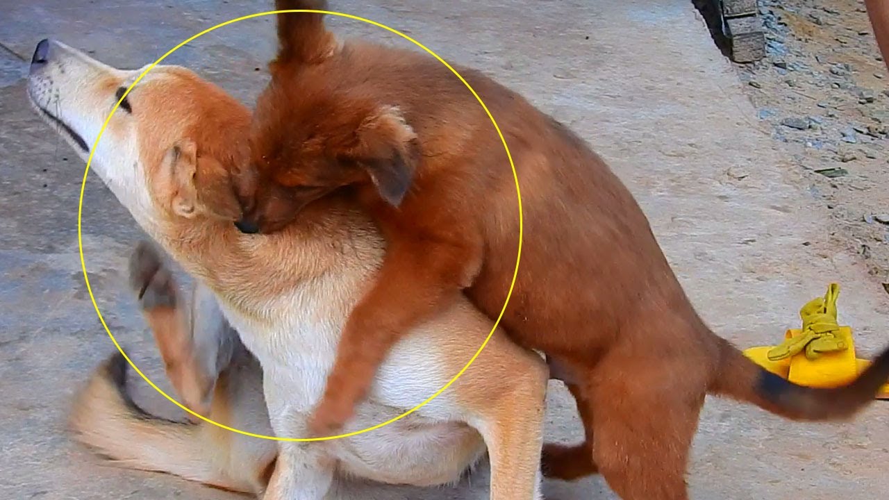 Why baby dog bite chorchork he just have Pregnant. YouTube