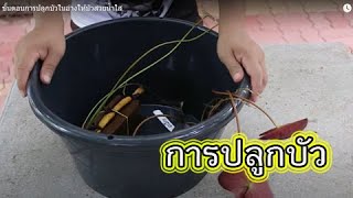 Planting a lotus and waterlily in the basin lotus