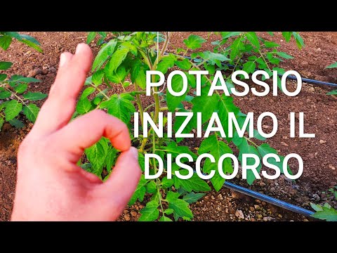 Video: Uso Di Fertilizzanti Di Potassio (parte 3)