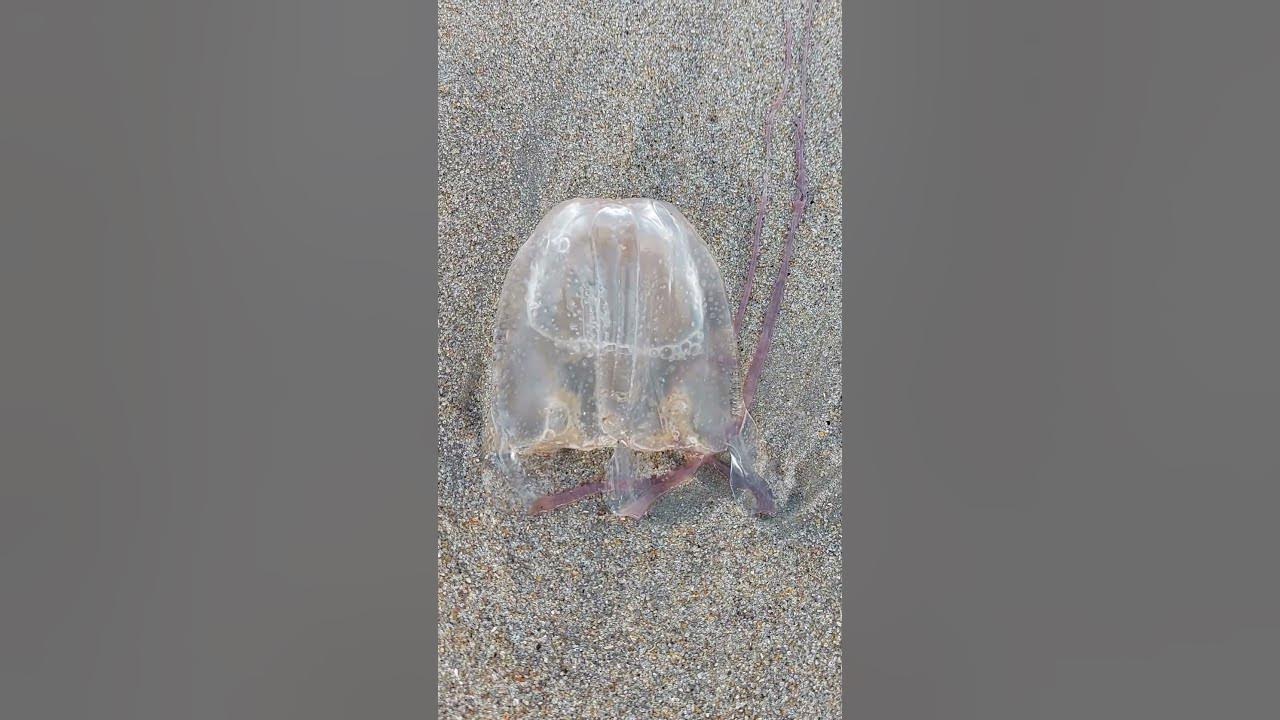 live jellyfish in Outer Banks. Yes,we put back in the ocean YouTube