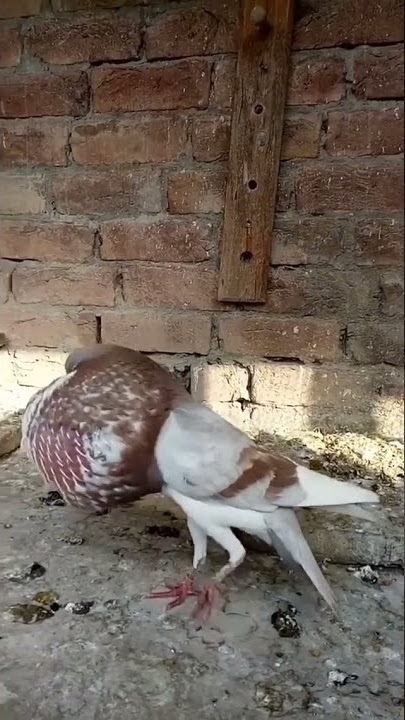 burung merpati unik kok bisa seperti balon#shorts #merpati