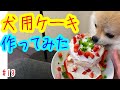 #13 【ポメラニアン】たぬきちの誕生日ケーキを手作り！【太っちょ