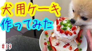 #13 【ポメラニアン】たぬきちの誕生日ケーキを手作り！【太っちょ
