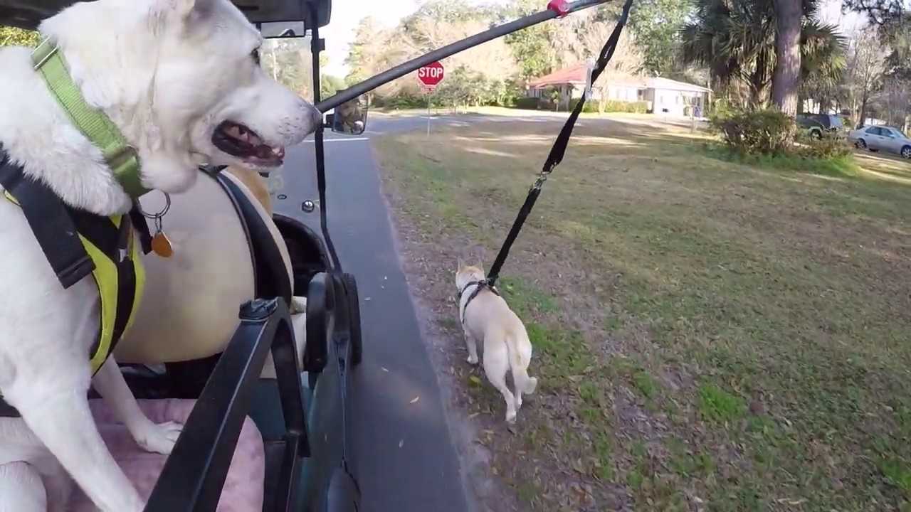 Golf Cart Dogs Ride/Trot/Run YouTube