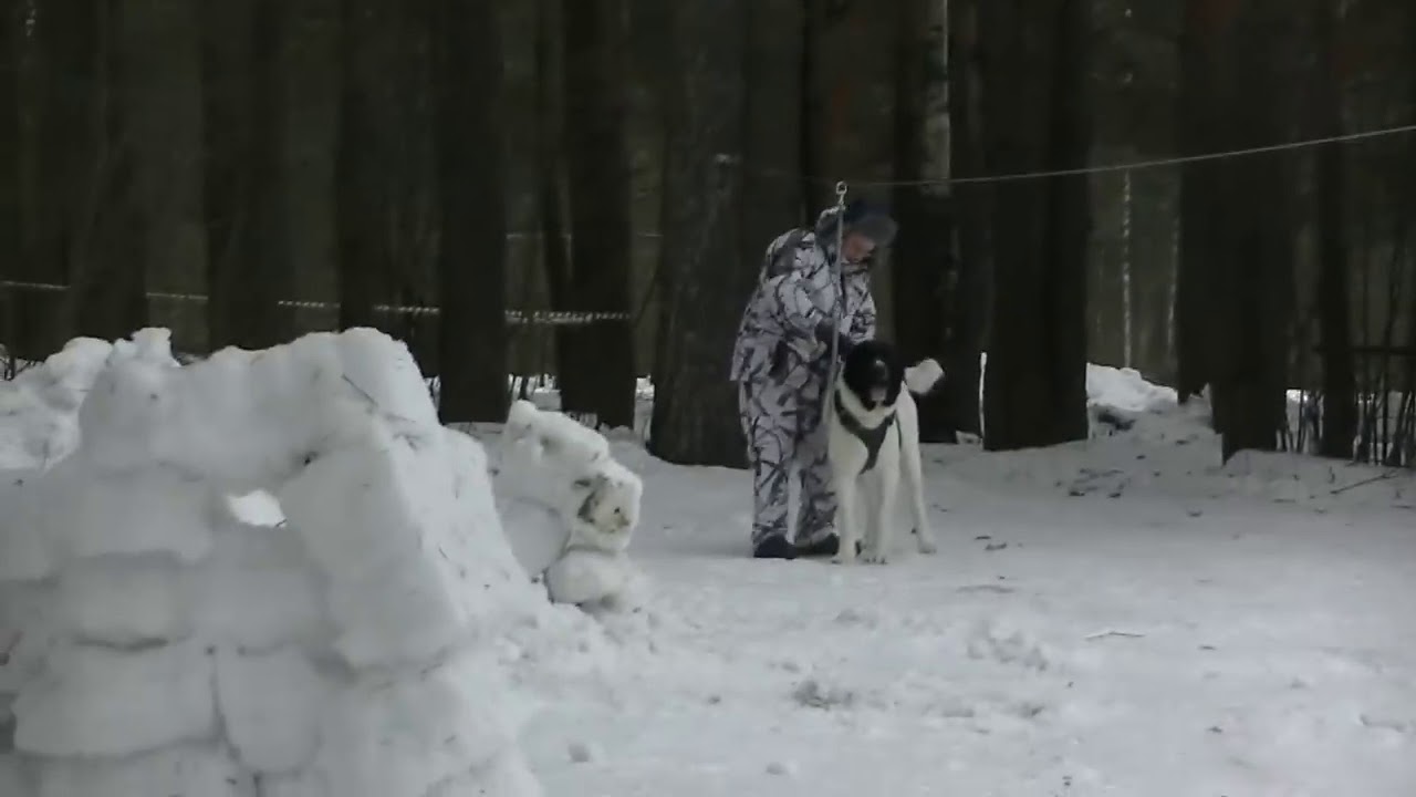 Алабай VS Волк ( крутой тест) Hd_Mp4