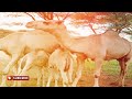Buri Owa A Classic Gumsi 2024 Buri Owa A Classic Gumsi 2024