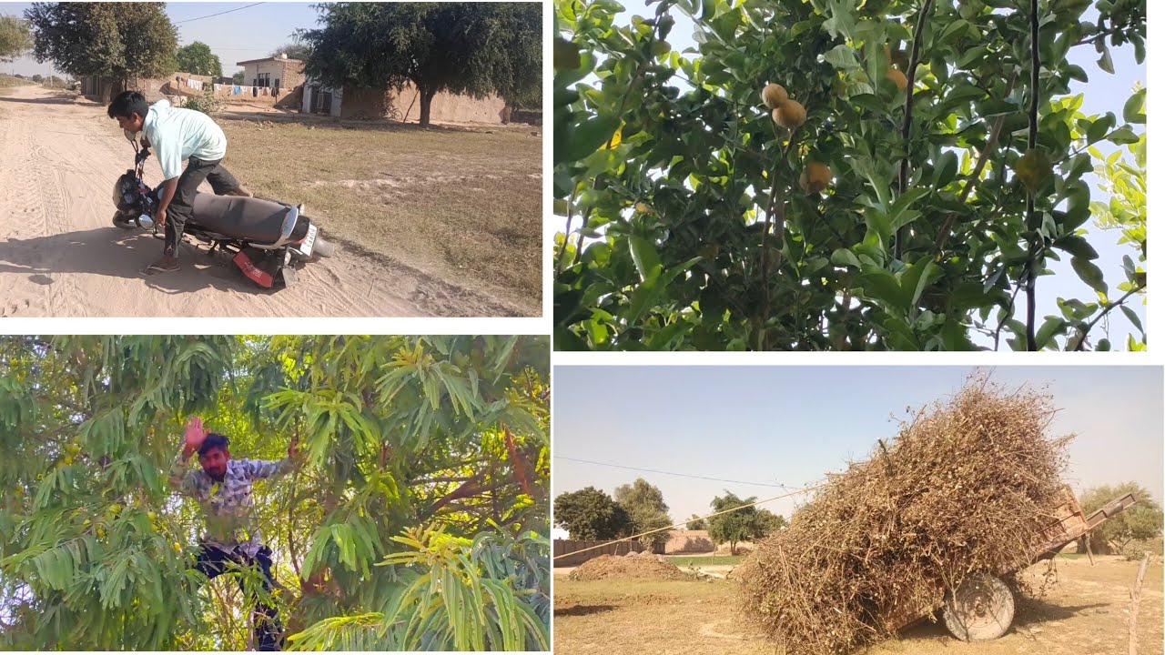 😍New vlogs खेत से निकाल लकड़ियां | खेत से आंवले लेकर आए 