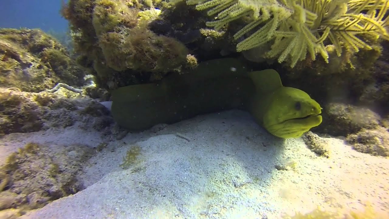 moray eel YouTube