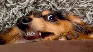Funny Animal Compilation That Will Make You Smile!