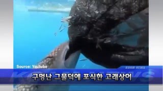 [KOAM-TV] 20151218 화제의 영상_ 구멍난 그물 덕분에 포식한 고래상어 [코엠TV]
