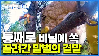 사냥꾼에게 통째로 끌려간 말벌의 비참한 최후.. 말벌 한 번에 처리하는 신박한 방법 ㅣ말벌 퇴치꾼ㅣ극한직업ㅣ#골라듄다큐