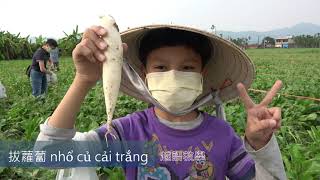 高雄市八卦國小越語夏令營--當越語遇見hakka