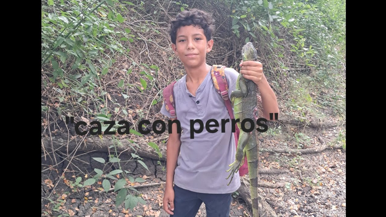 “Los perros no fallan 🐕🔥 Cazando garrobos (gaiguanas) en el monte”