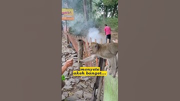 Memberi makan monyet liar di pinggir jalan | Umbul Jumprit, Temanggung